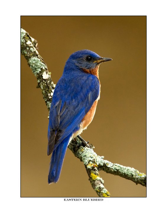 9679 eastern bluebird.jpg